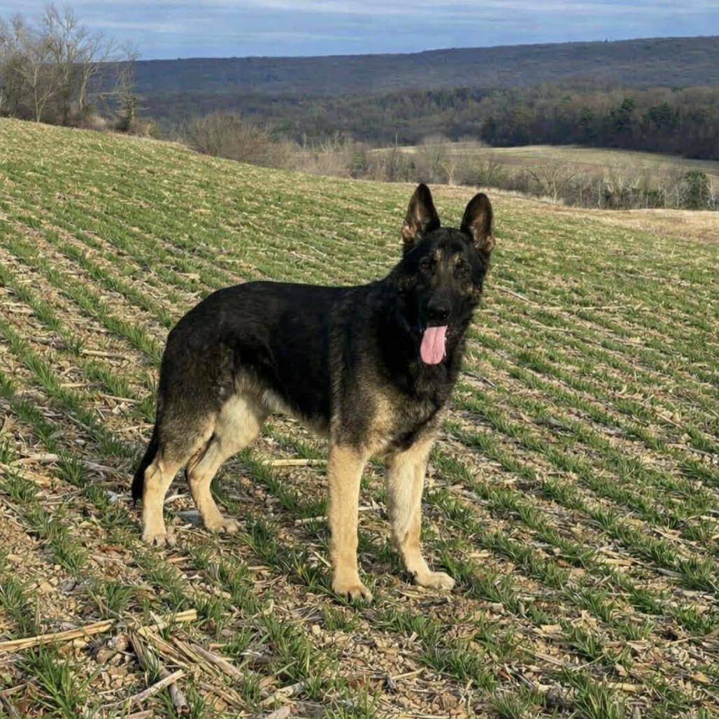 Milo (26-135), a Adoptable German Shepherd Dog in New Ringgold, PA image 2/3