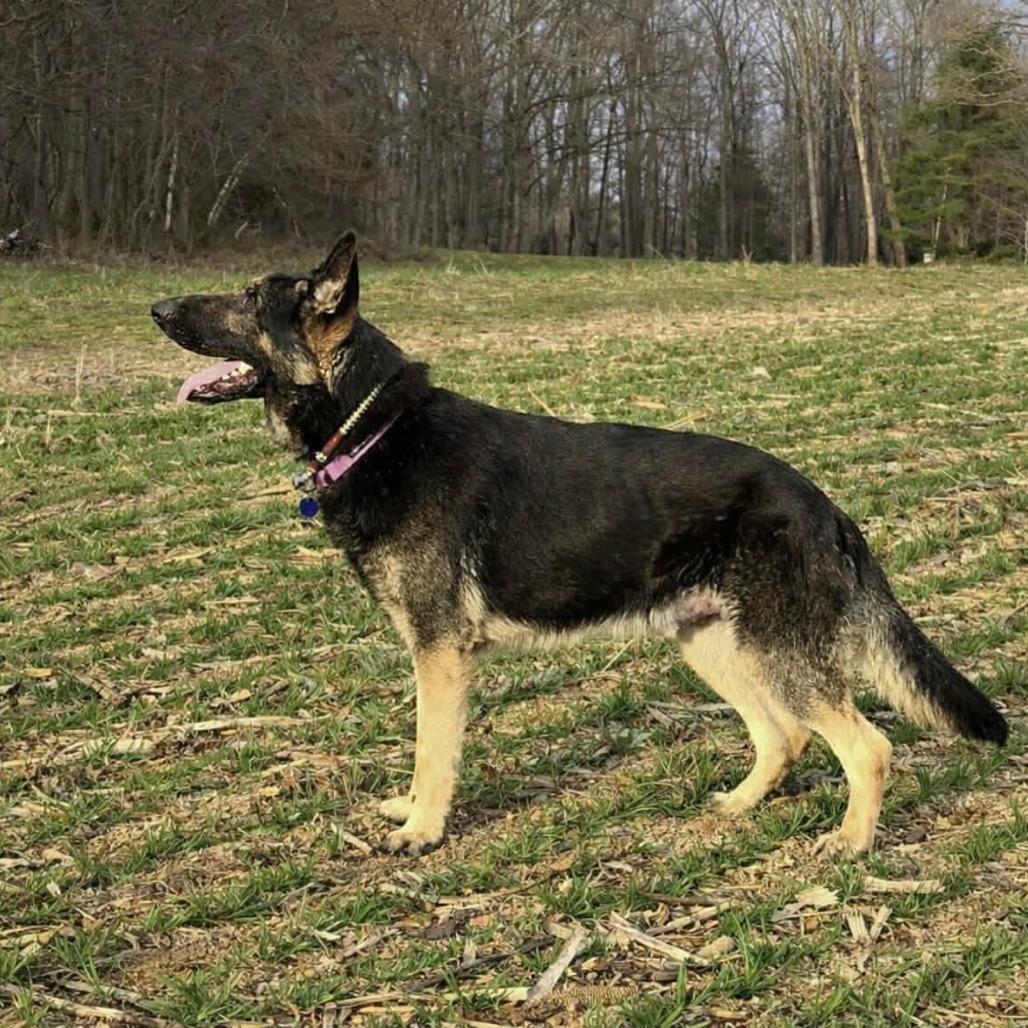 Milo (26-135), a Adoptable German Shepherd Dog in New Ringgold, PA image 3/3