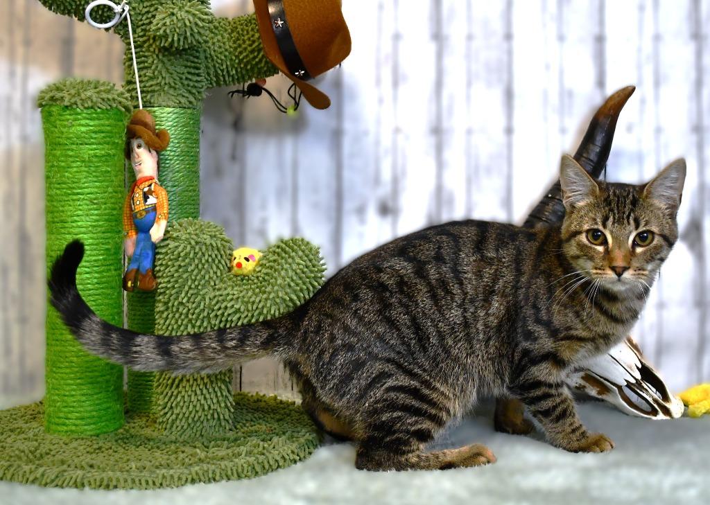 Donatello, Adoptable, Young Male Domestic Short Hair.