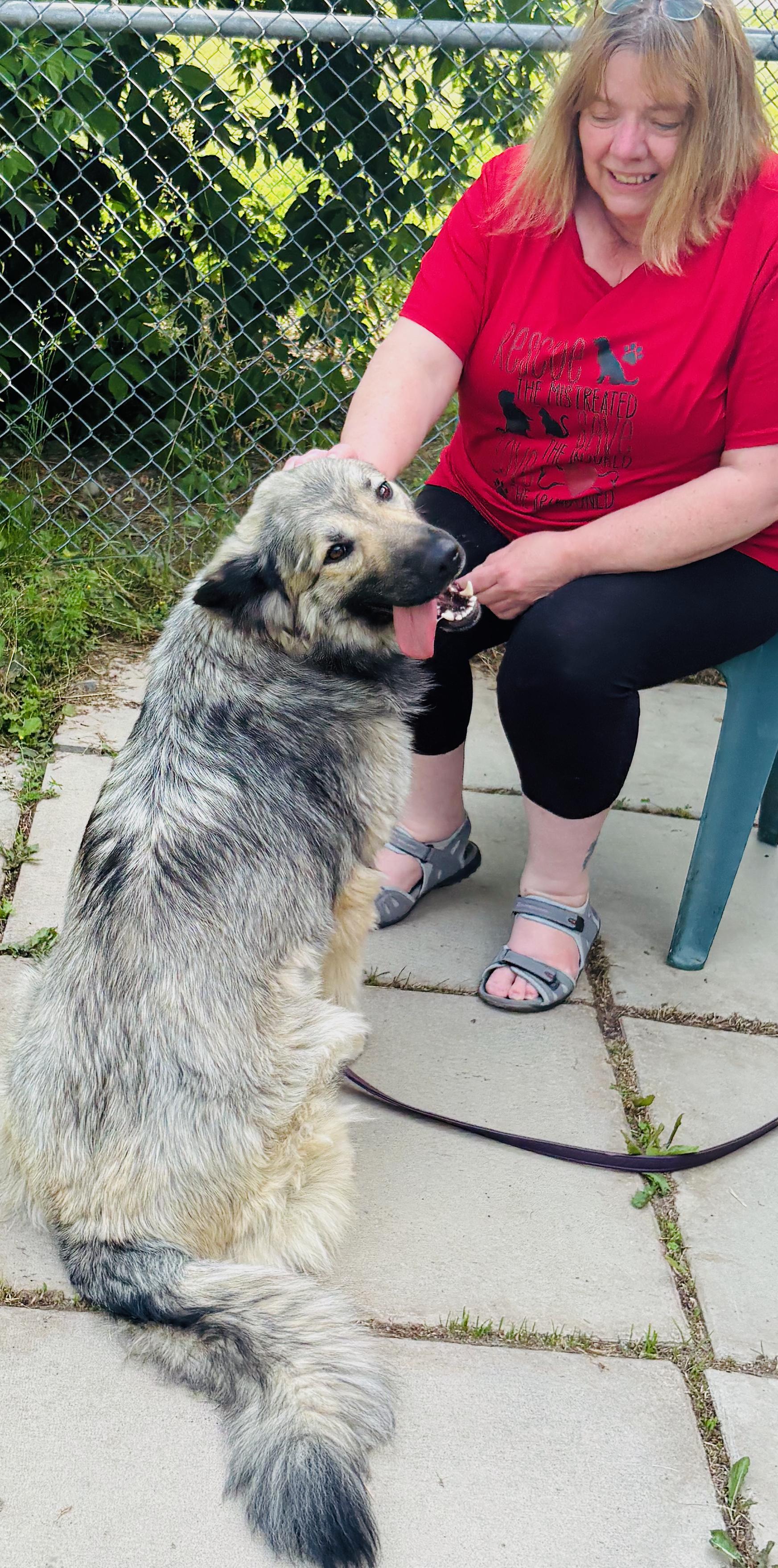 Echo, a ADOPTABLE mixed breed in St Stephen, NB image 3/4