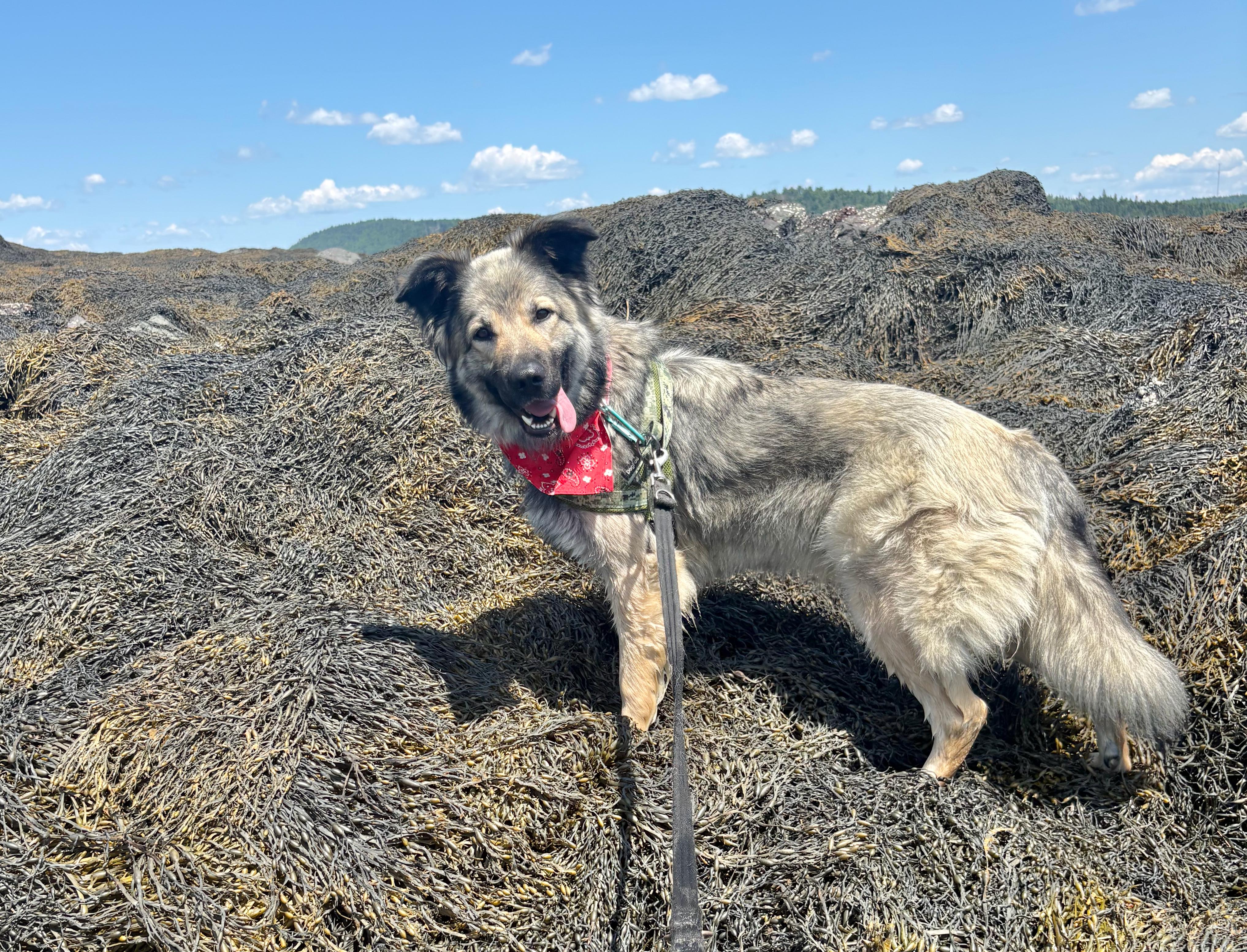Echo, a ADOPTABLE mixed breed in St Stephen, NB image 4/4