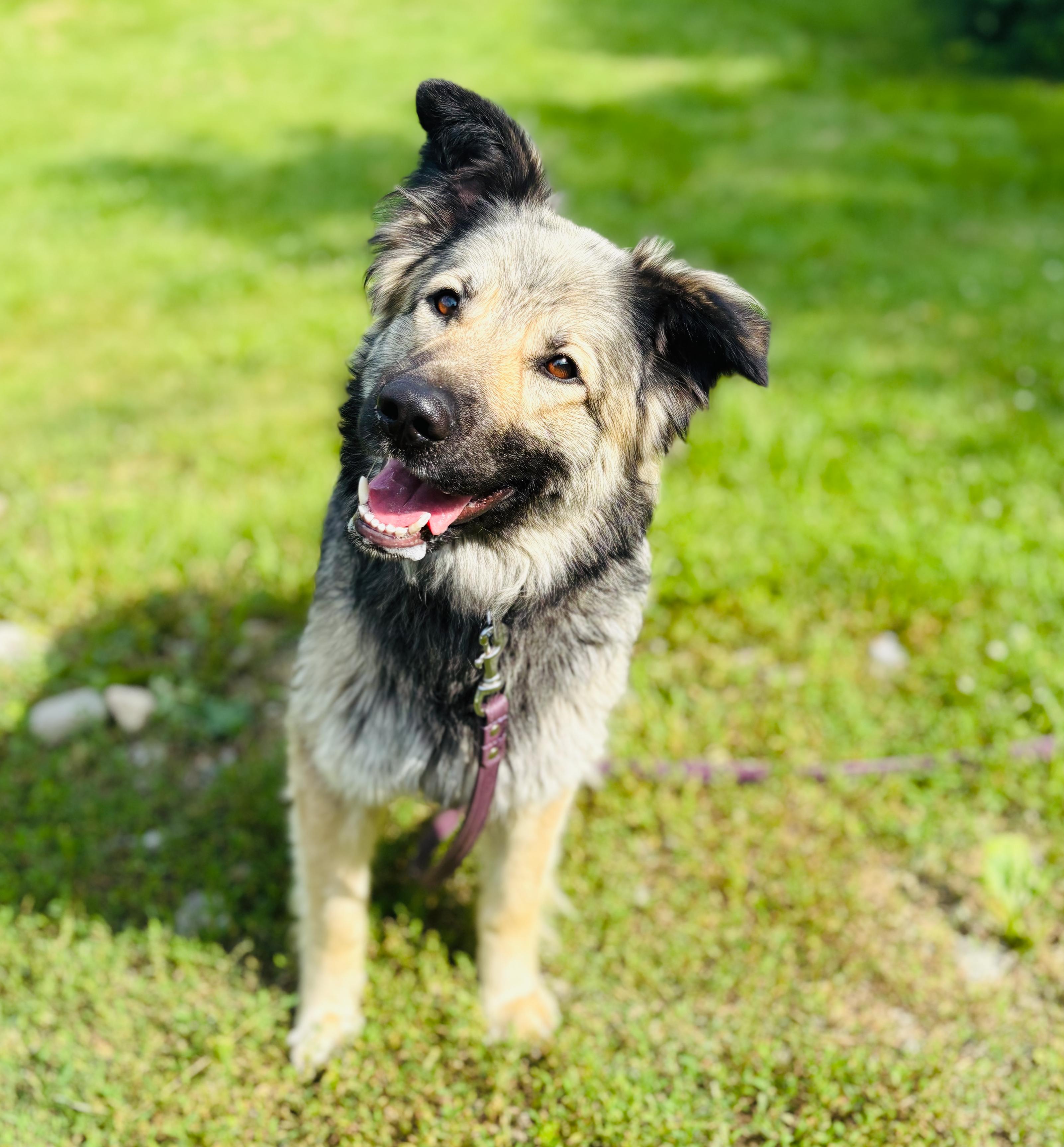 Echo, ADOPTABLE, Adult Female German Shepherd Dog & Great Pyrenees.