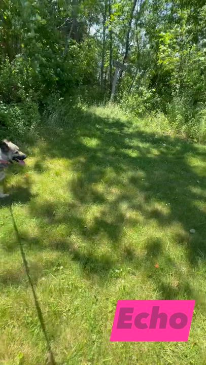Enlarge Echo, a ADOPTABLE mixed breed in St Stephen, NB video 2/4
