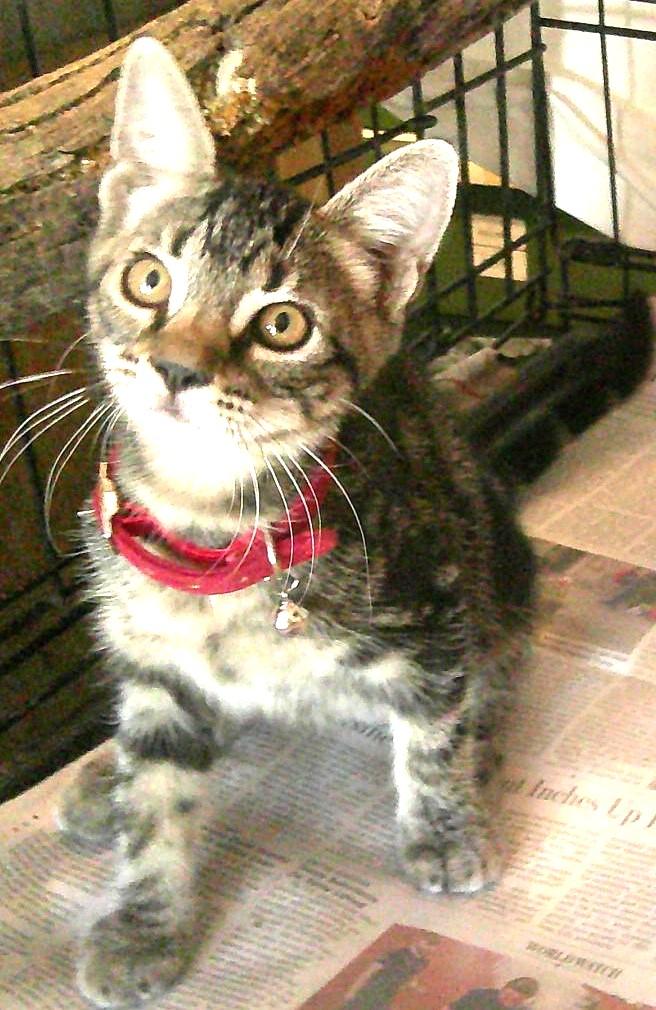Enlarge ABBY, a Adoptable mixed breed in Olympia, WA image 3/4
