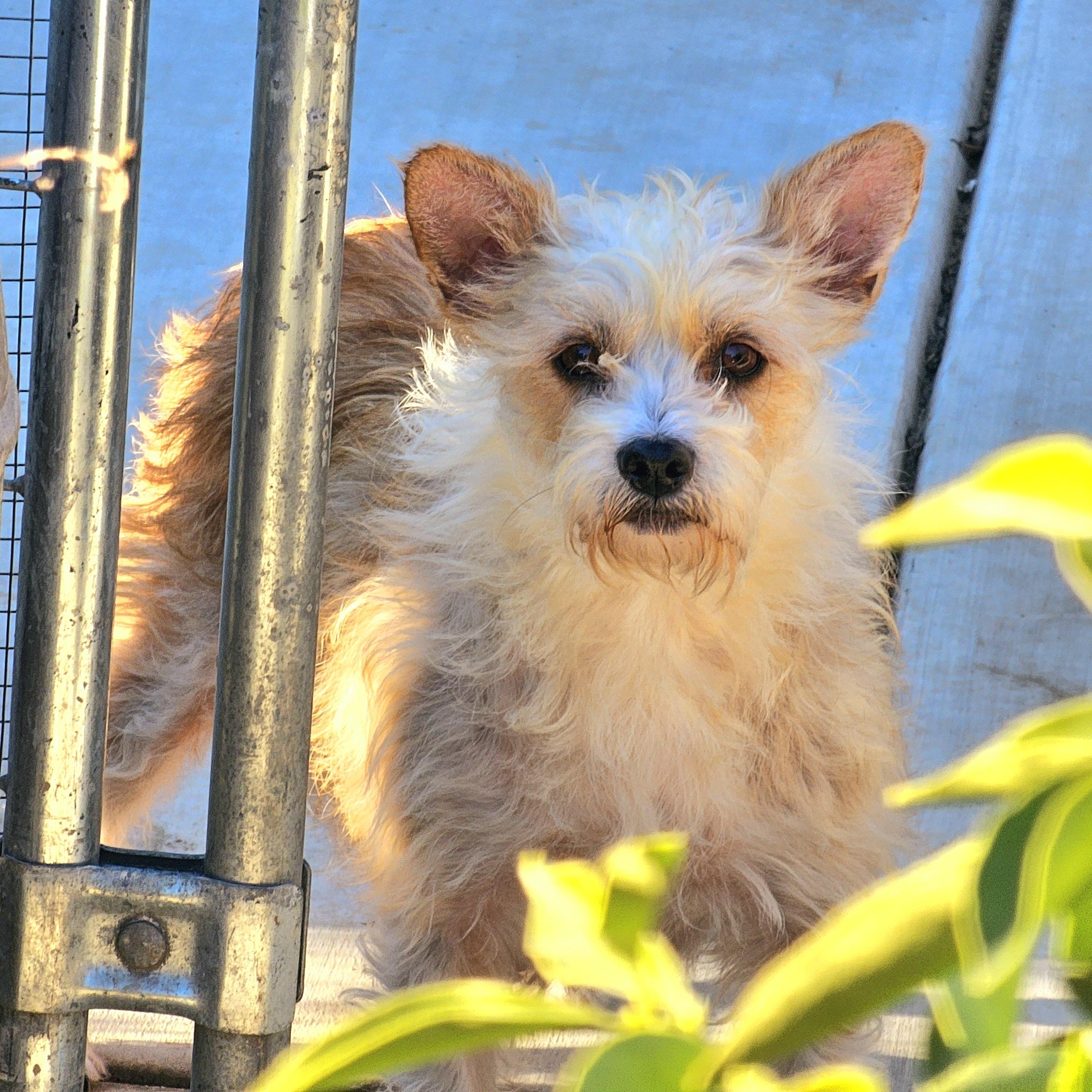 Salsita, a Adoptable Terrier in Greenfield, CA image 3/3