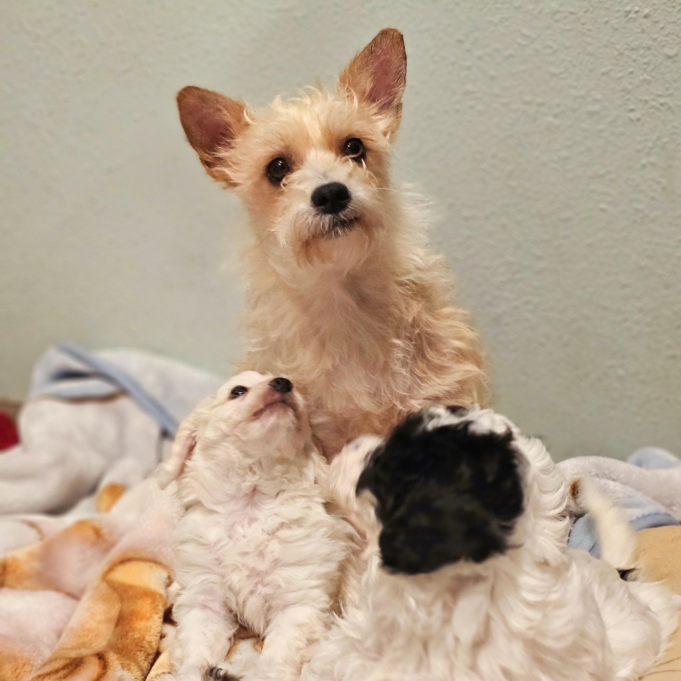 Salsita, a Adoptable Terrier in Greenfield, CA image 2/3
