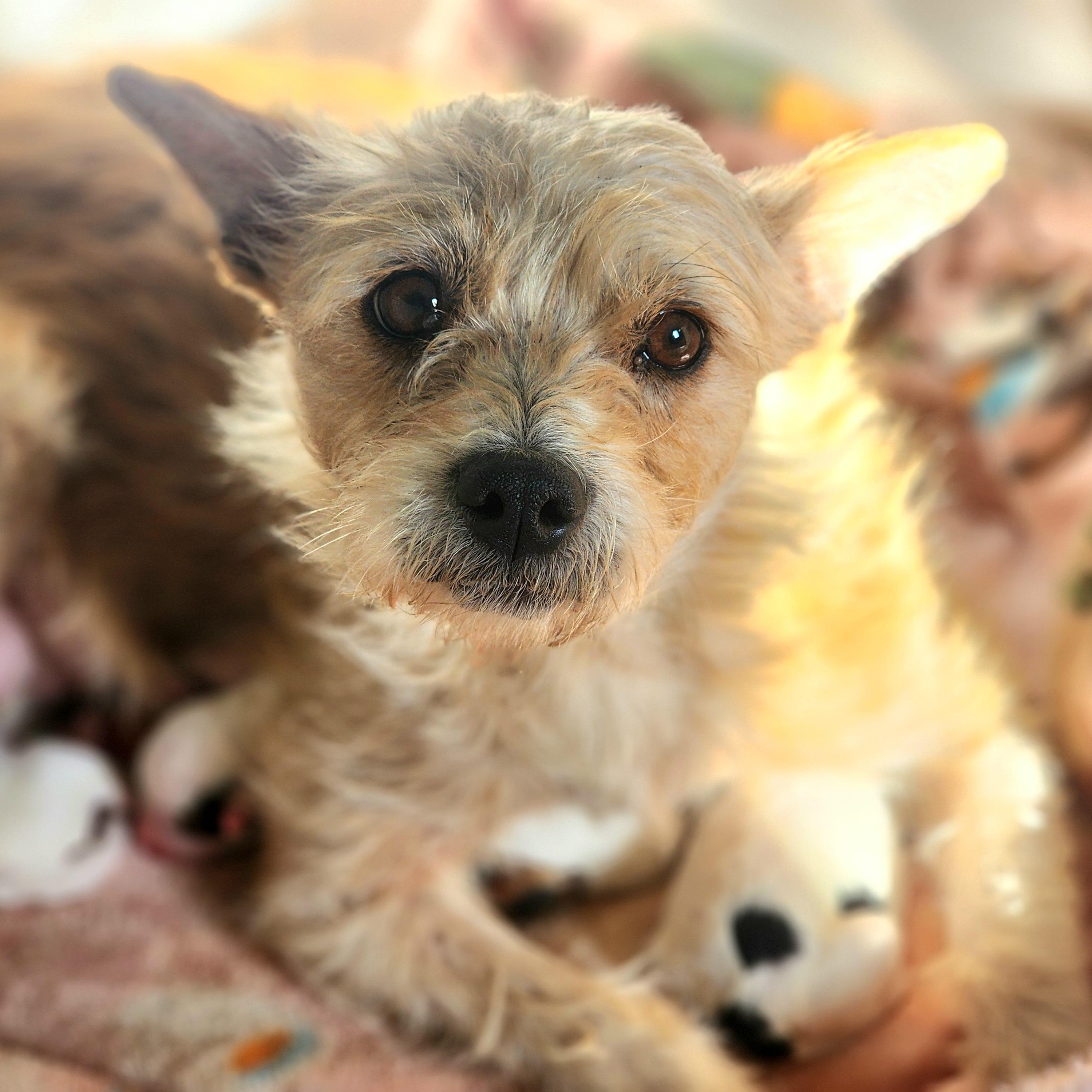 Salsita, a Adoptable Terrier in Greenfield, CA image 1/3