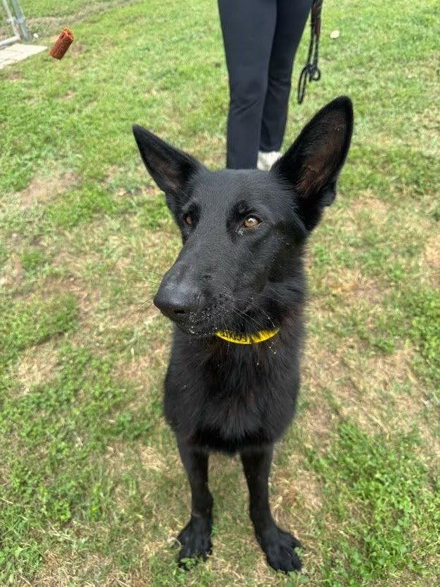Maverick, Adopted, Young Male German Shepherd Dog.