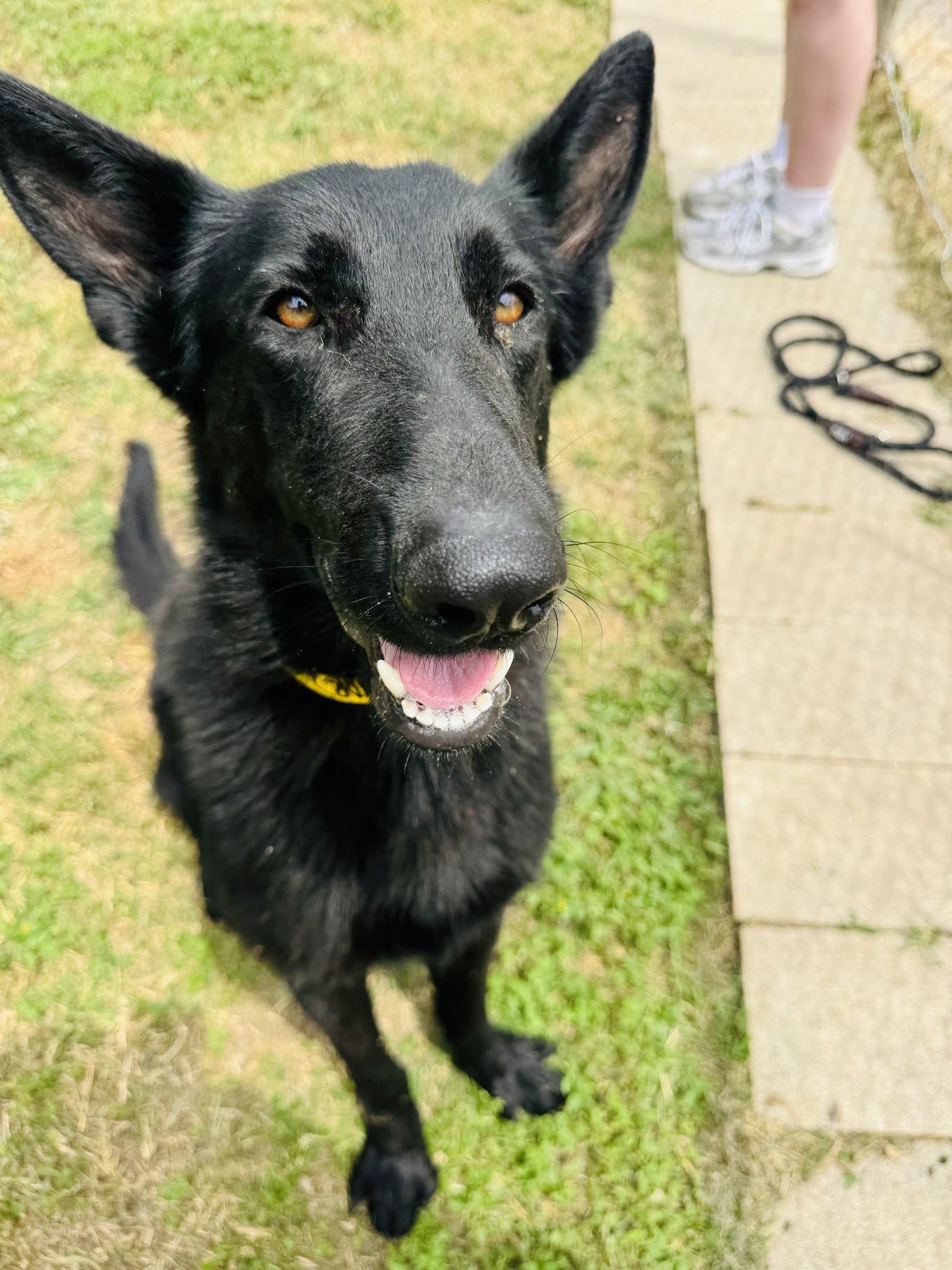 Enlarge Maverick, a Adopted German Shepherd Dog in Houston, TX image 2/3