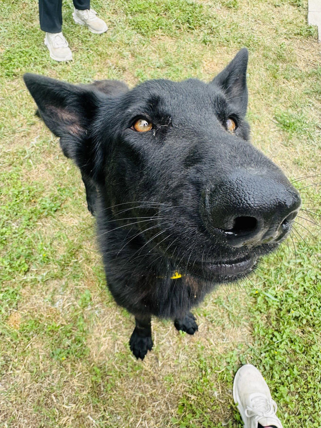 Enlarge Maverick, a Adopted German Shepherd Dog in Houston, TX image 3/3