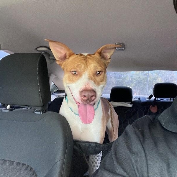 Thomas The Lover Boy — thumbnail 2