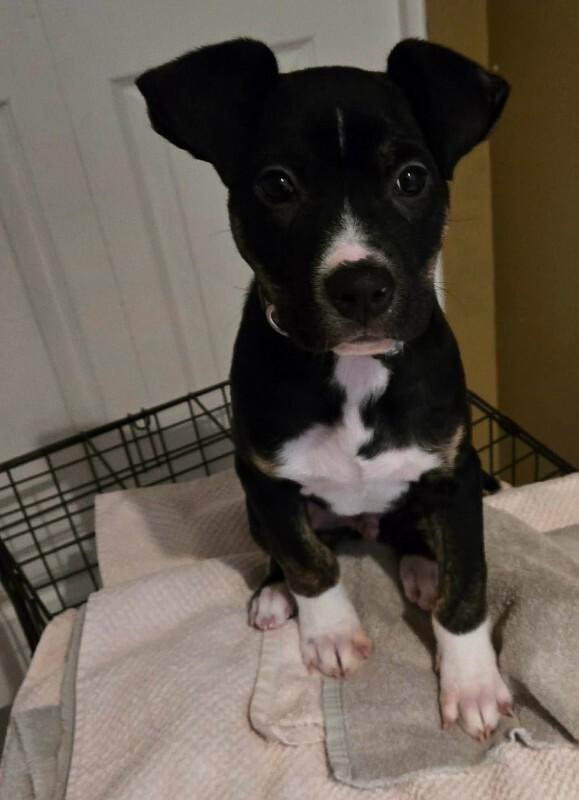 Apollo, Adoptable, Adult Male Mixed Breed.