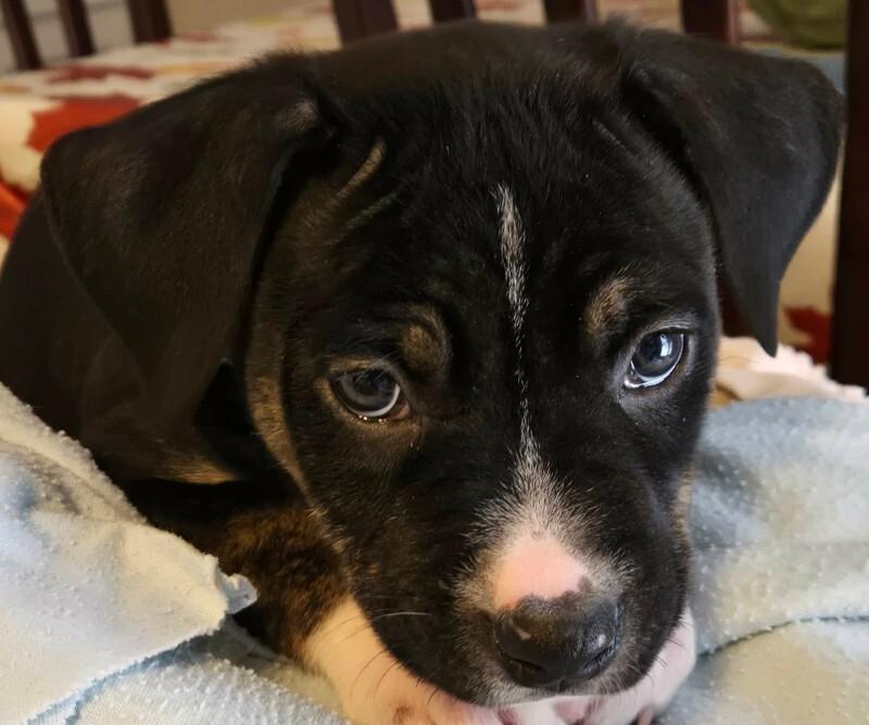 Enlarge Apollo, a Adoptable Mixed Breed in Athens, ON image 1/4