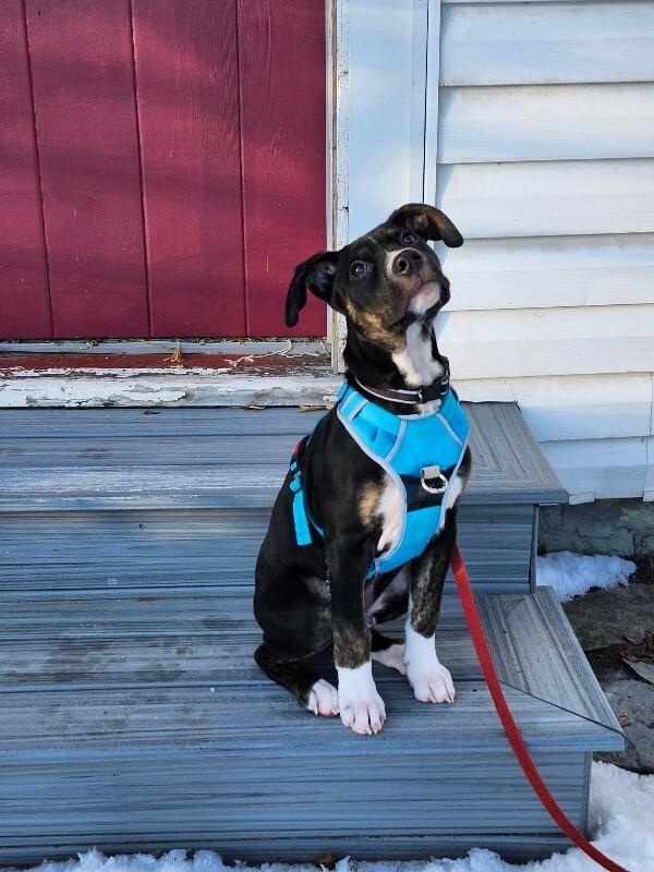 Enlarge Apollo, a Adoptable Mixed Breed in Athens, ON image 1/6