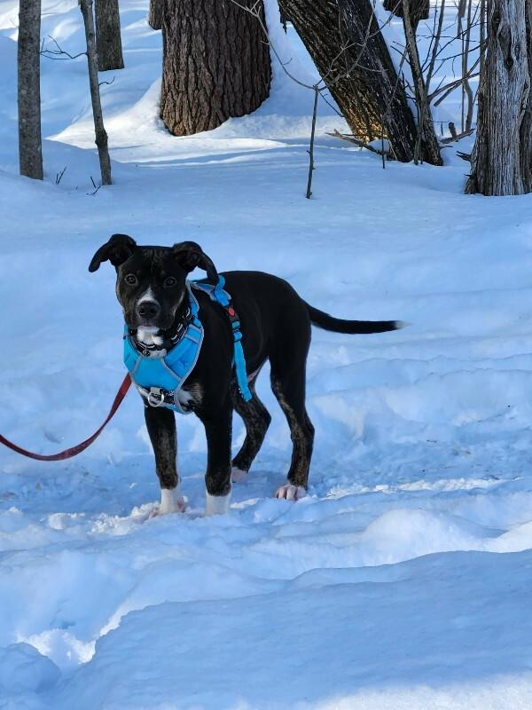 Enlarge Apollo, a Adoptable Mixed Breed in Athens, ON image 2/6