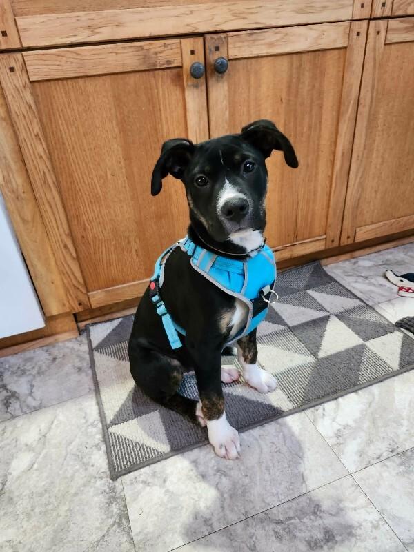 Enlarge Apollo, a Adoptable Mixed Breed in Athens, ON image 3/6