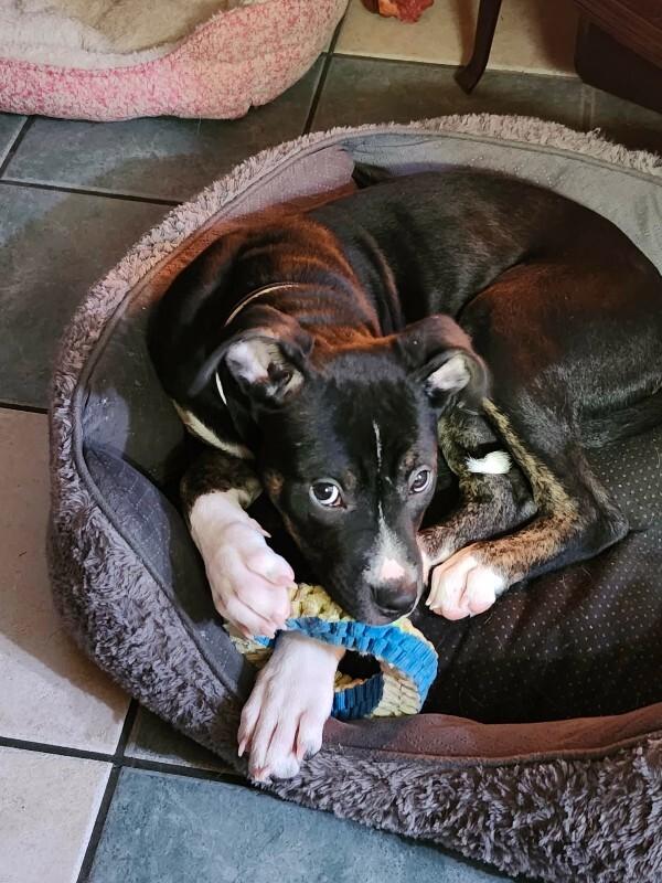 Enlarge Apollo, a Adoptable Mixed Breed in Athens, ON image 4/6