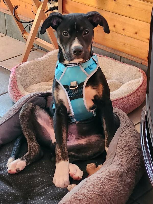 Enlarge Apollo, a Adoptable Mixed Breed in Athens, ON image 5/6