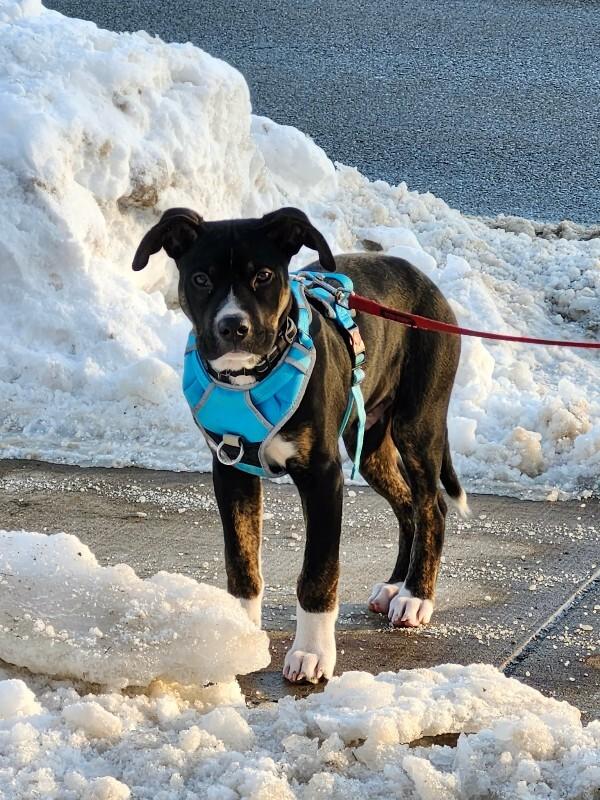 Enlarge Apollo, a Adoptable Mixed Breed in Athens, ON image 6/6