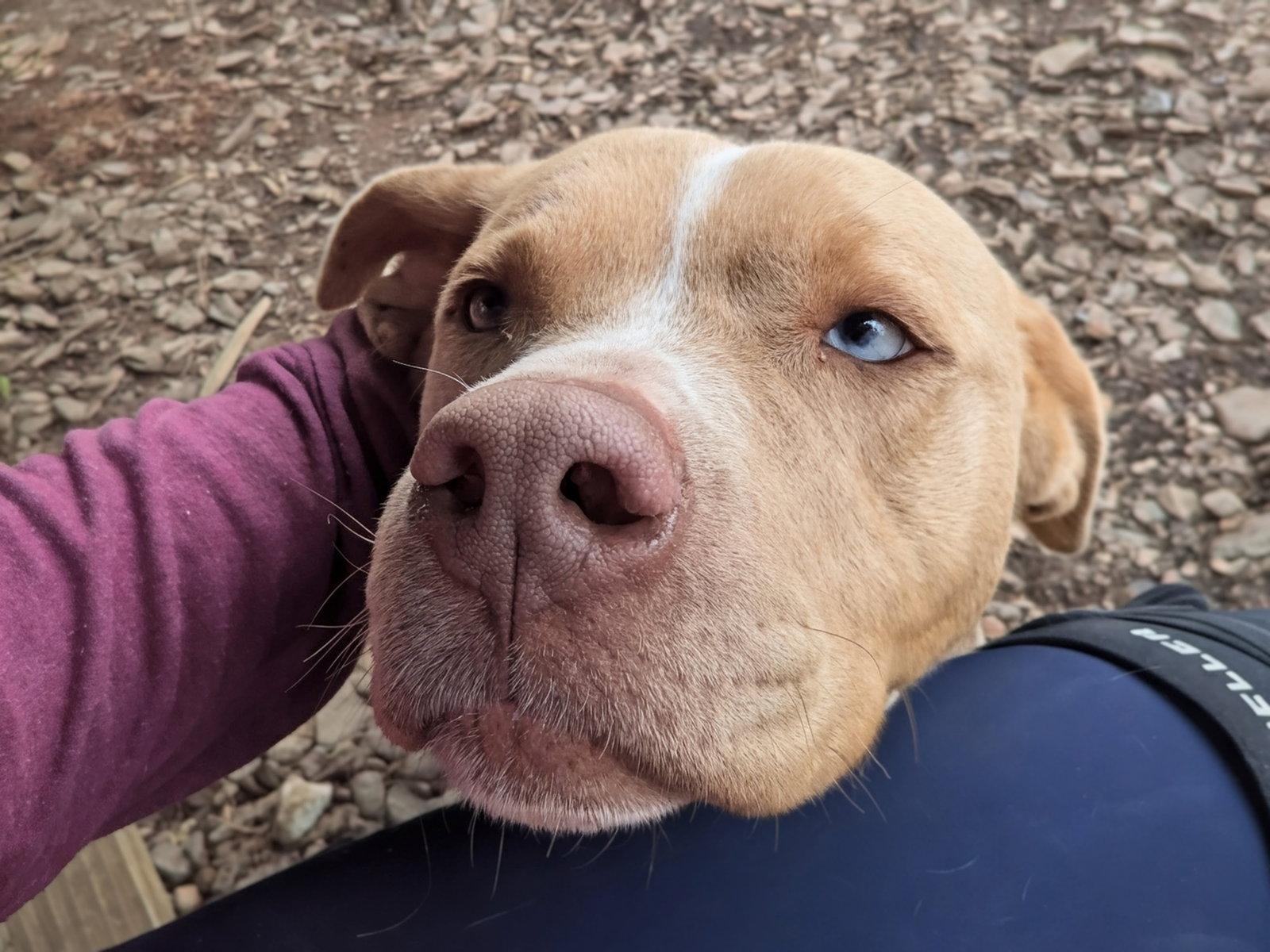Loki, Adoptable, Adult Male Terrier.