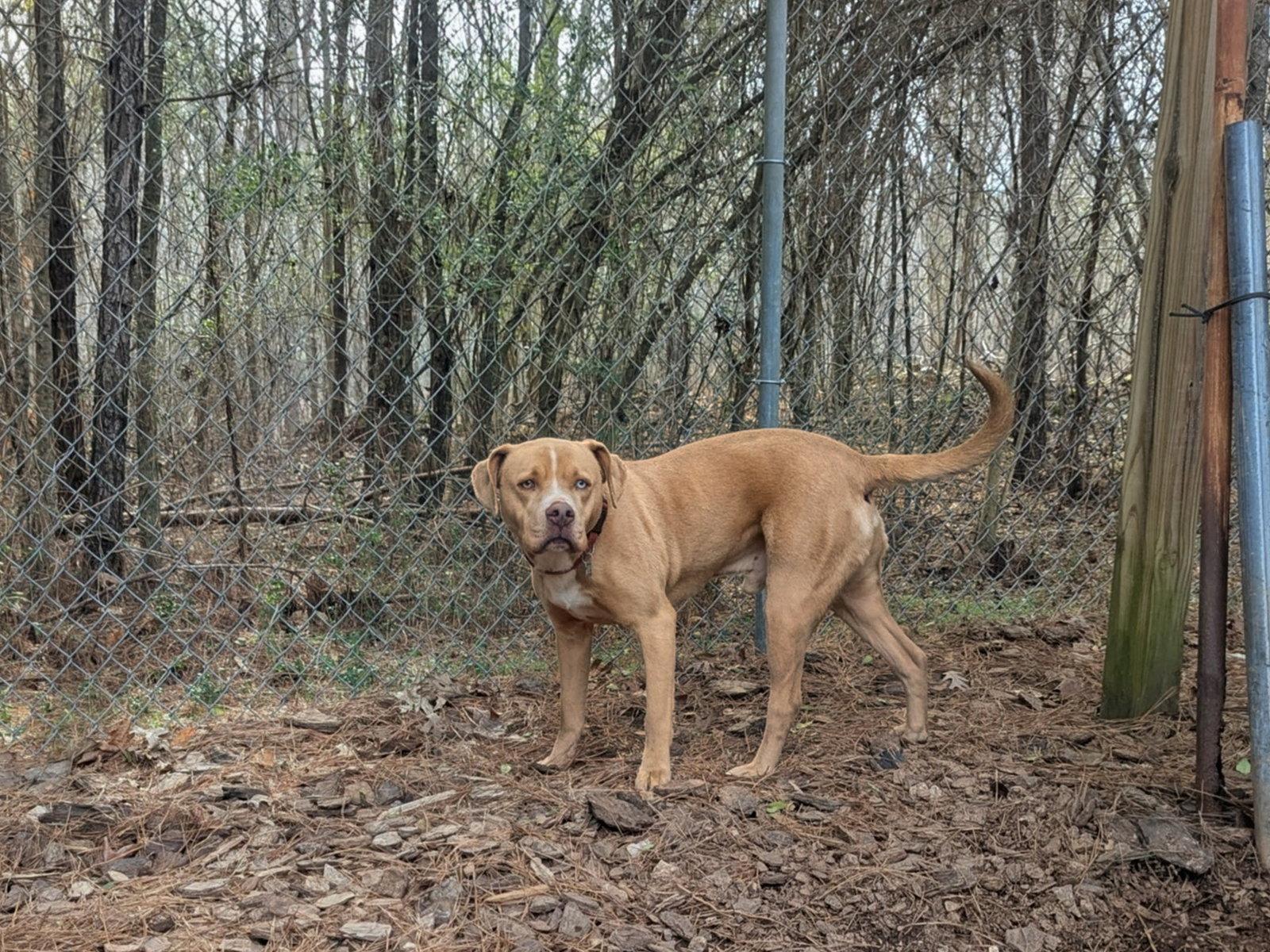 Enlarge Loki, a Adoptable Terrier in Mc Cormick, SC image 2/3