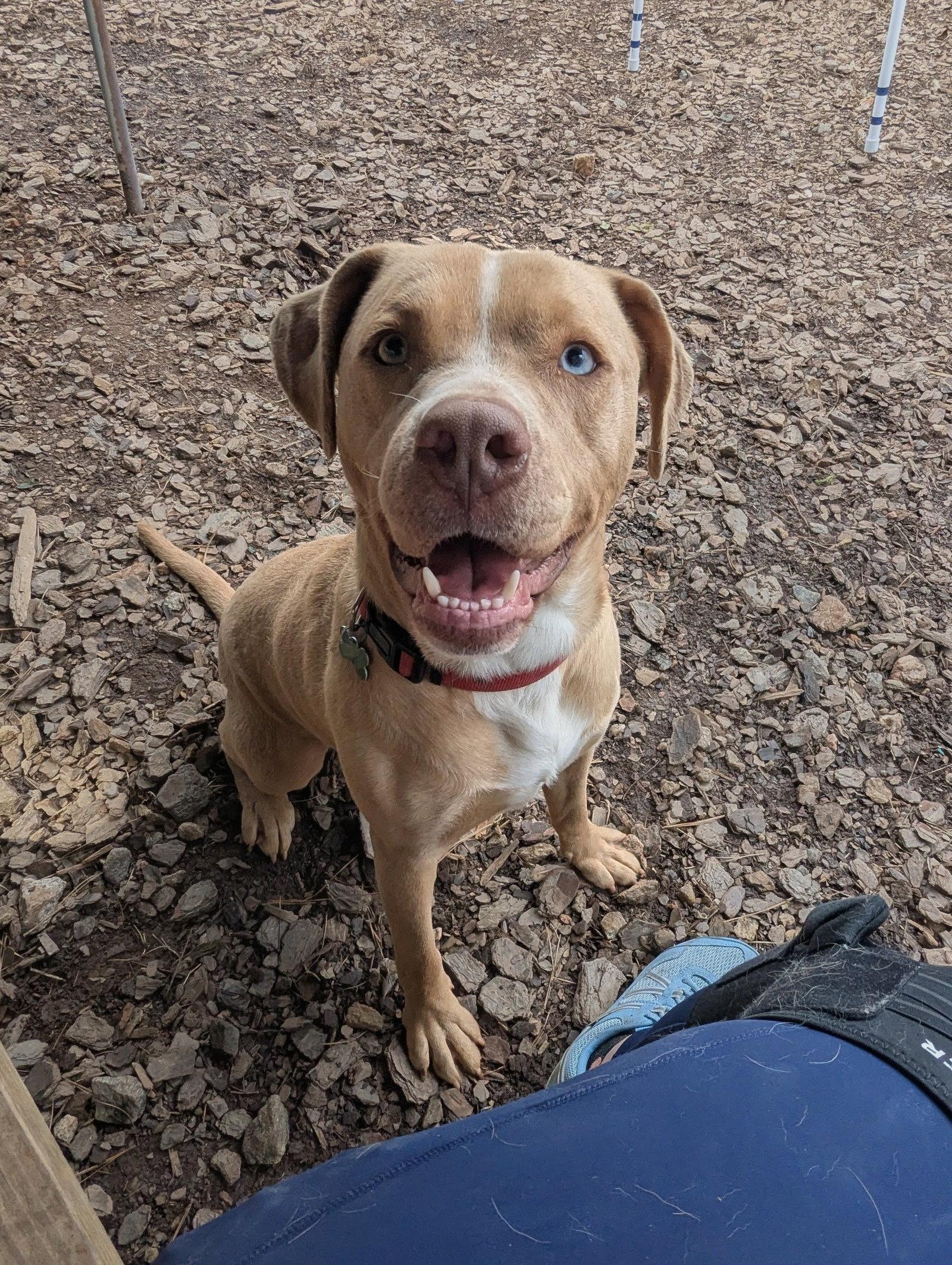 Enlarge Loki, a Adoptable Terrier in Mc Cormick, SC image 3/3