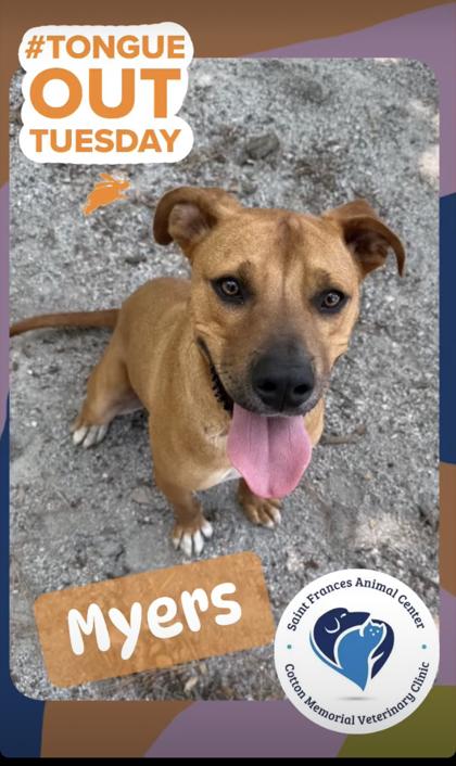 Enlarge Myers, a Adoptable Mixed Breed in Georgetown, SC image 1/3