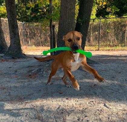 Enlarge Myers, a Adoptable Mixed Breed in Georgetown, SC image 2/3