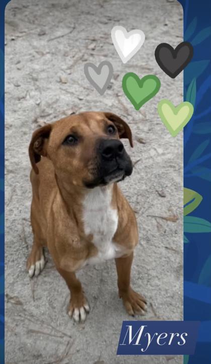 Enlarge Myers, a Adoptable Mixed Breed in Georgetown, SC image 3/3