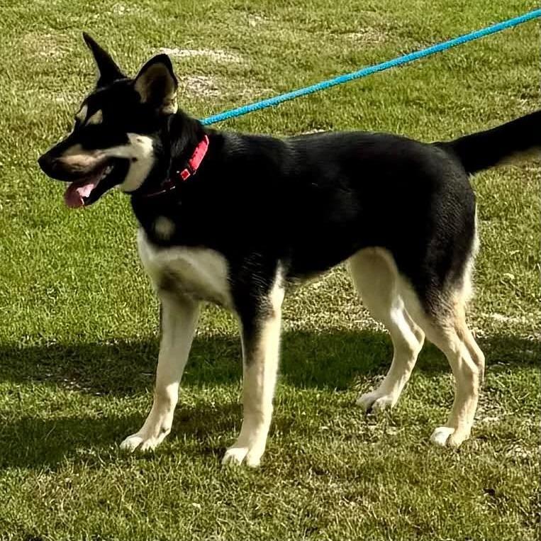Enlarge Naomi, a Adoptable Mixed Breed in Dickinson, TX image 2/5