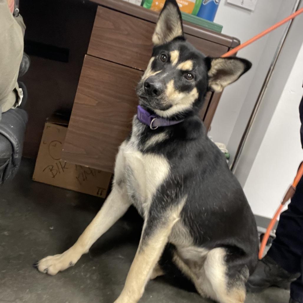 Naomi, Adoptable, Adult Female Mixed Breed.