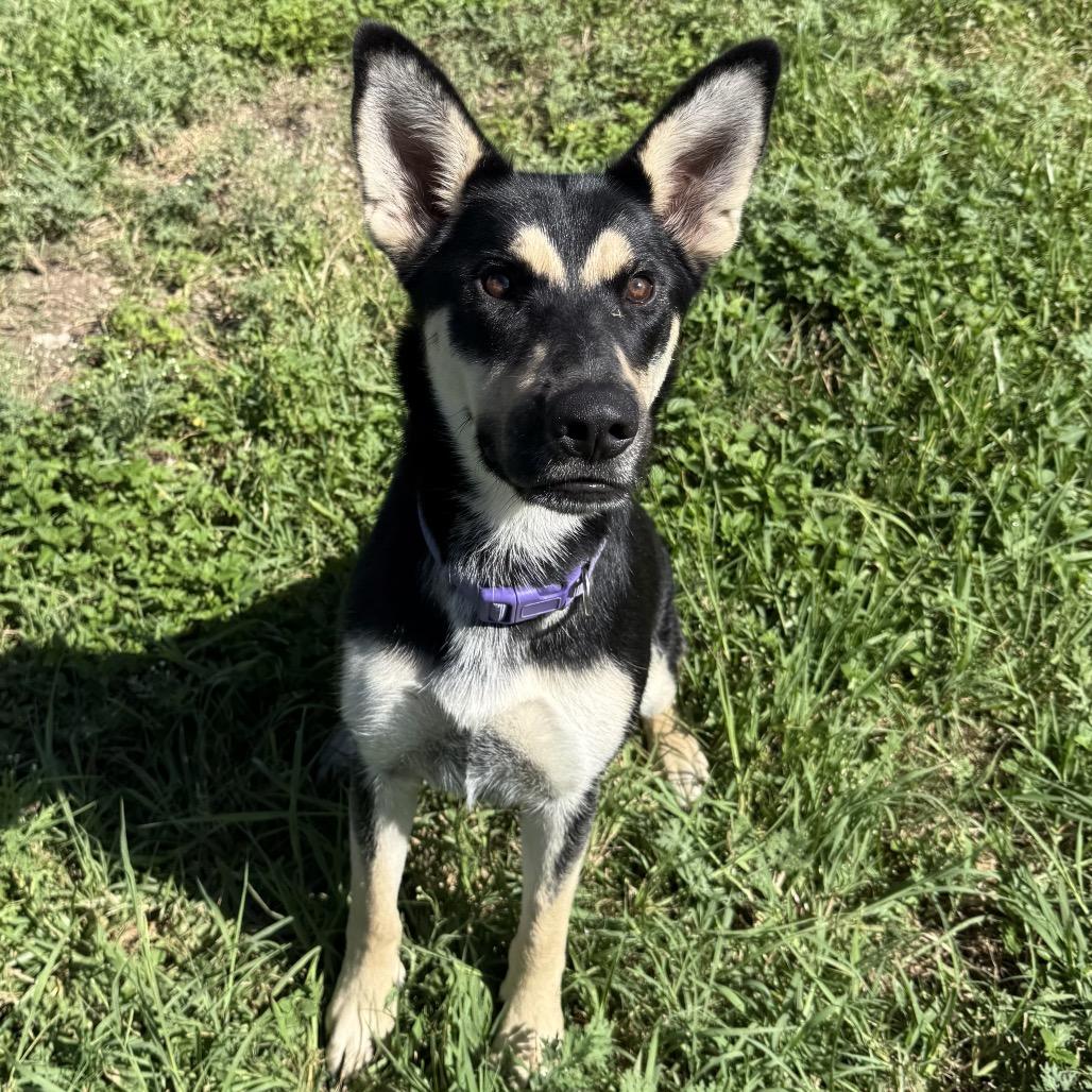 Naomi, a Adoptable Mixed Breed in Dickinson, TX image 2/3