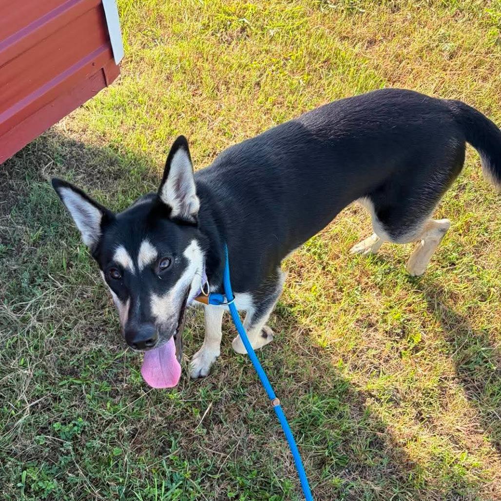 Naomi, a Adoptable Mixed Breed in Dickinson, TX image 3/3