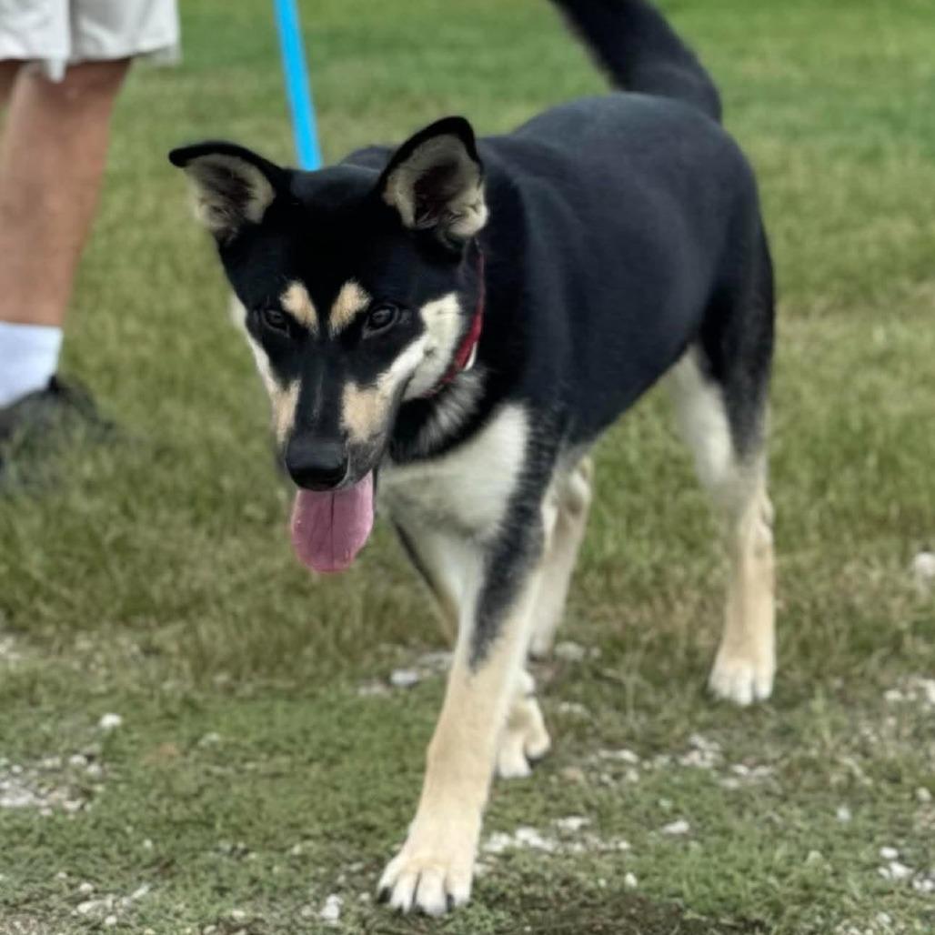 Enlarge Naomi, a Adoptable Mixed Breed in Dickinson, TX image 5/5