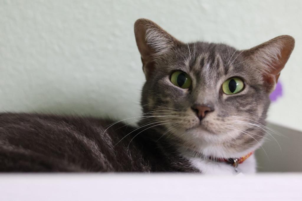 Georgia, Adoptable, Adult Female Domestic Short Hair.
