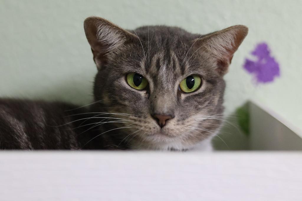 Georgia, Adoptable, Adult Female Domestic Short Hair.