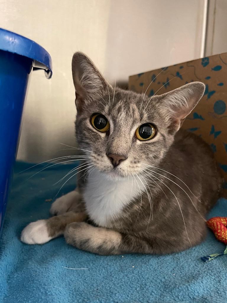 Georgia, Adoptable, Adult Female Domestic Short Hair.