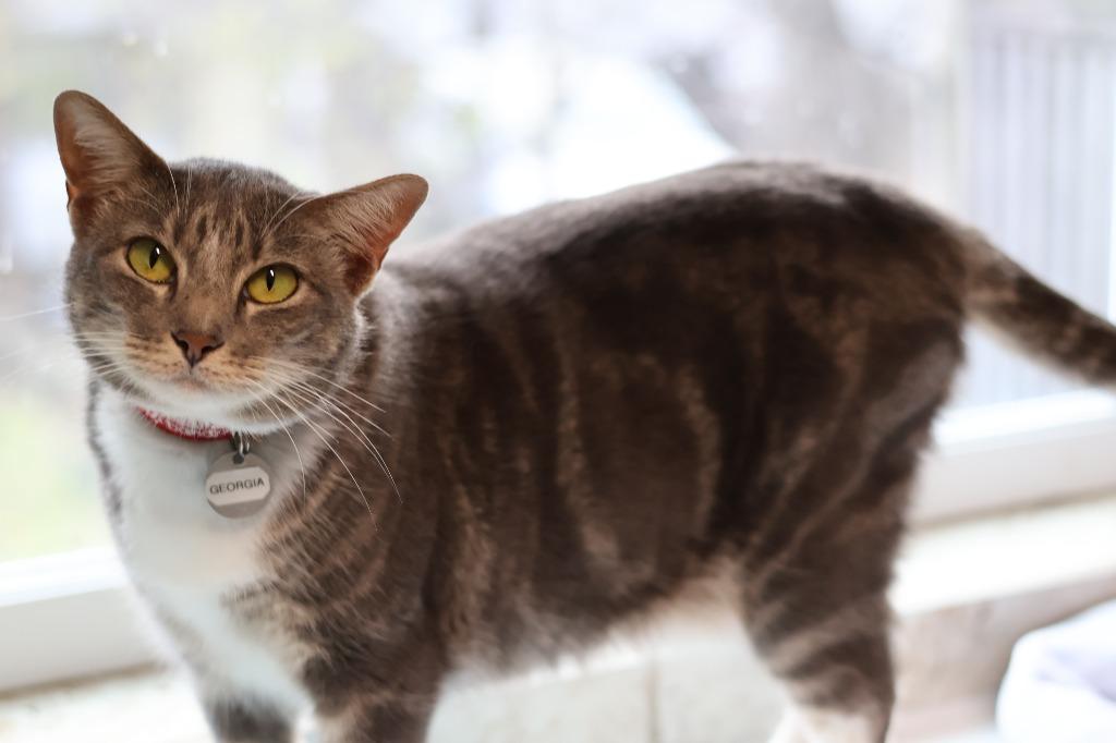 Enlarge Georgia, a Adoptable mixed breed in Hot Springs, AR image 4/5