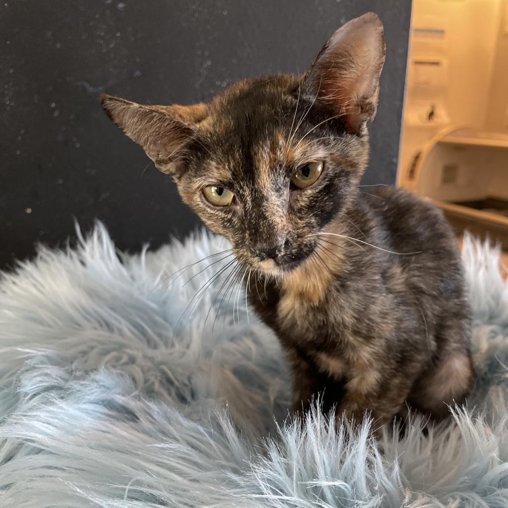Tortielinnie, a Adoptable Domestic Short Hair in Dallas, TX image 4/6