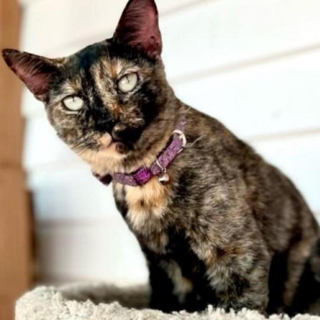 Tortielinnie, a Adoptable Domestic Short Hair in Dallas, TX image 5/6