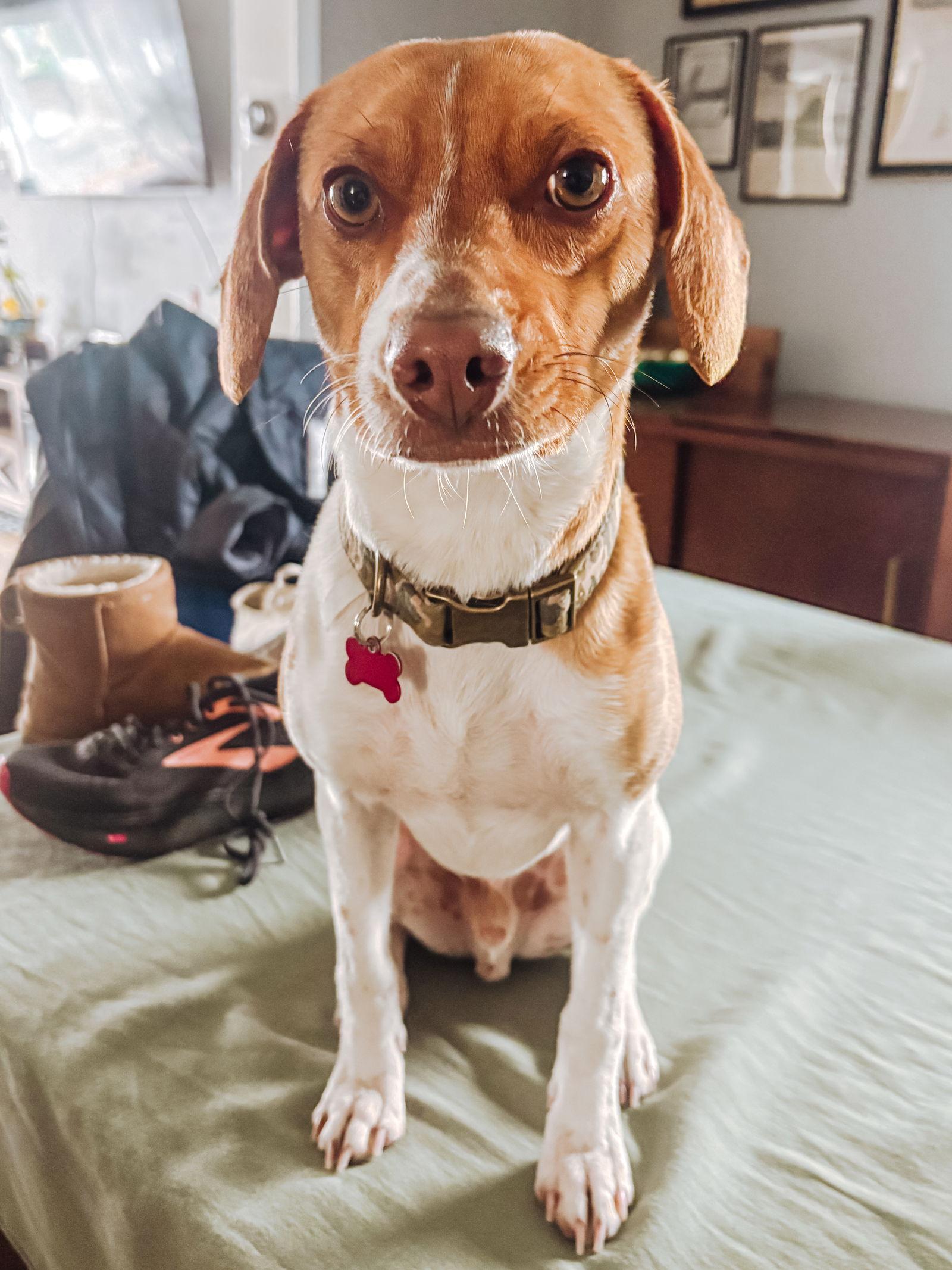 Ranger, Adoptable, Adult Male Beagle & Hound.