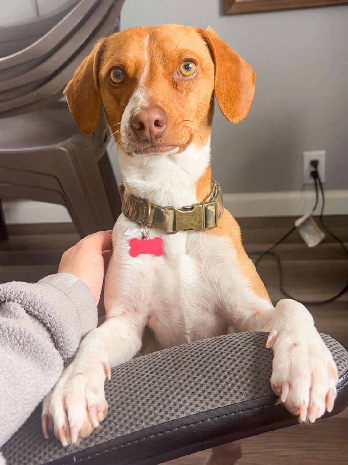 Enlarge Ranger, a Adoptable mixed breed in Springville, NY image 2/3