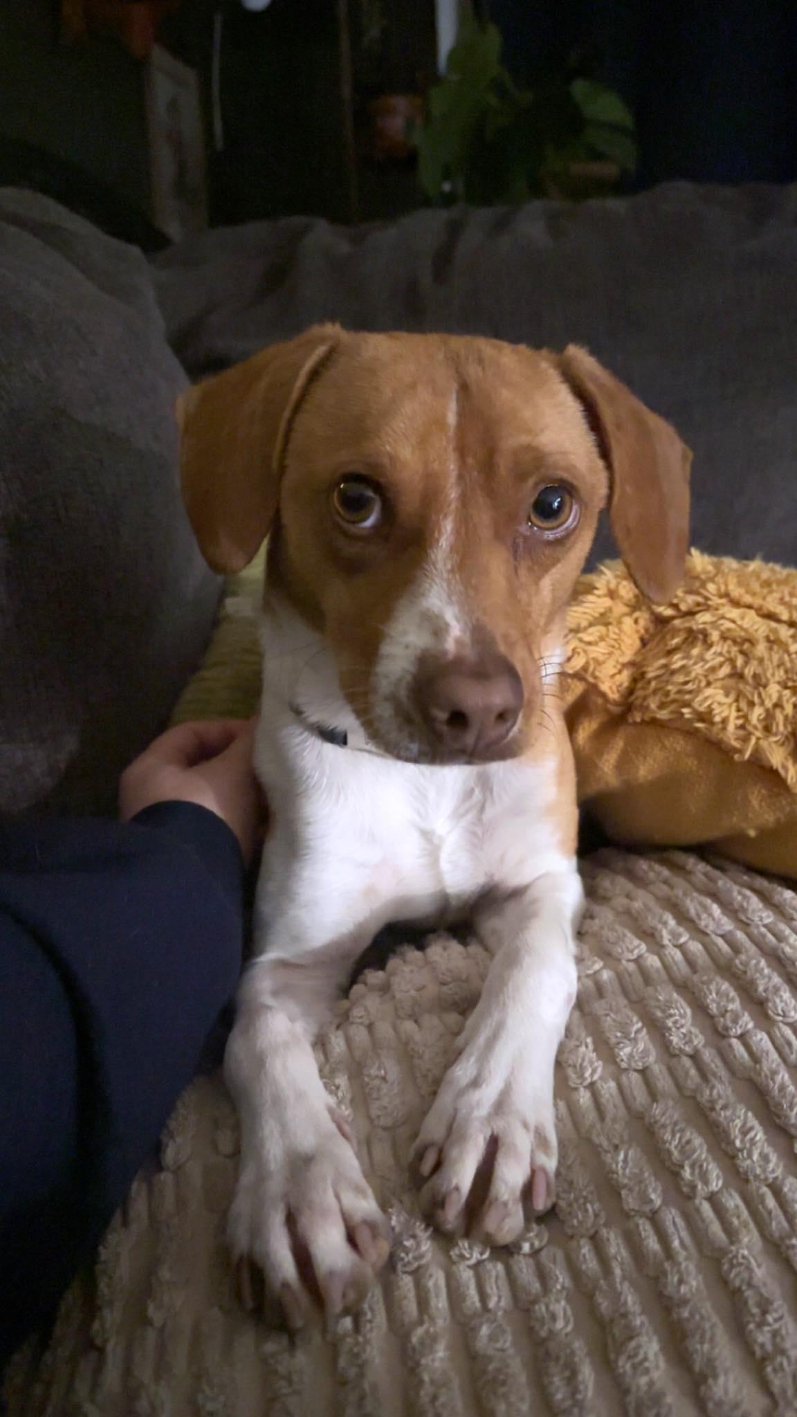 Enlarge Ranger, a Adoptable mixed breed in Springville, NY image 3/3