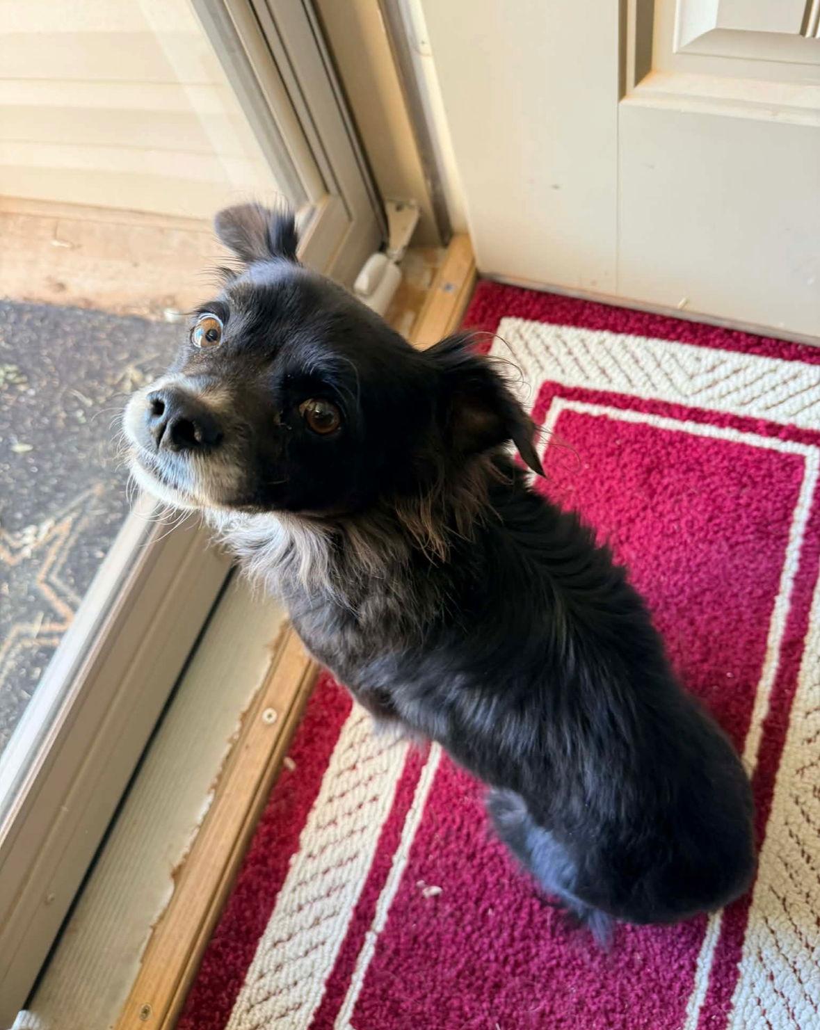 SPONSOR OR FOSTER ME - Remi, Adoptable, Adult Male Chihuahua.