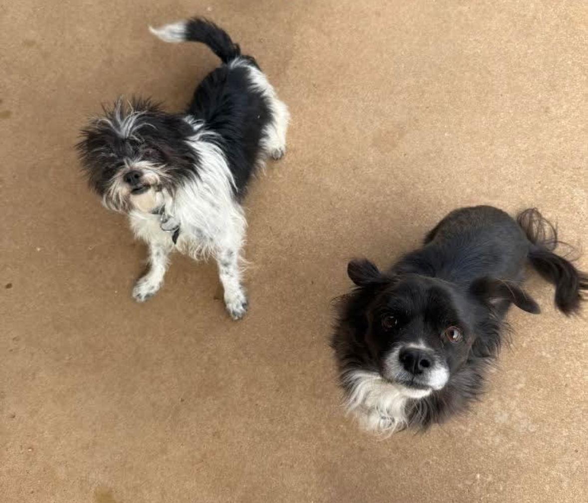 Enlarge SPONSOR OR FOSTER ME - Remi, a Adoptable Chihuahua in Grafton, WI image 2/3