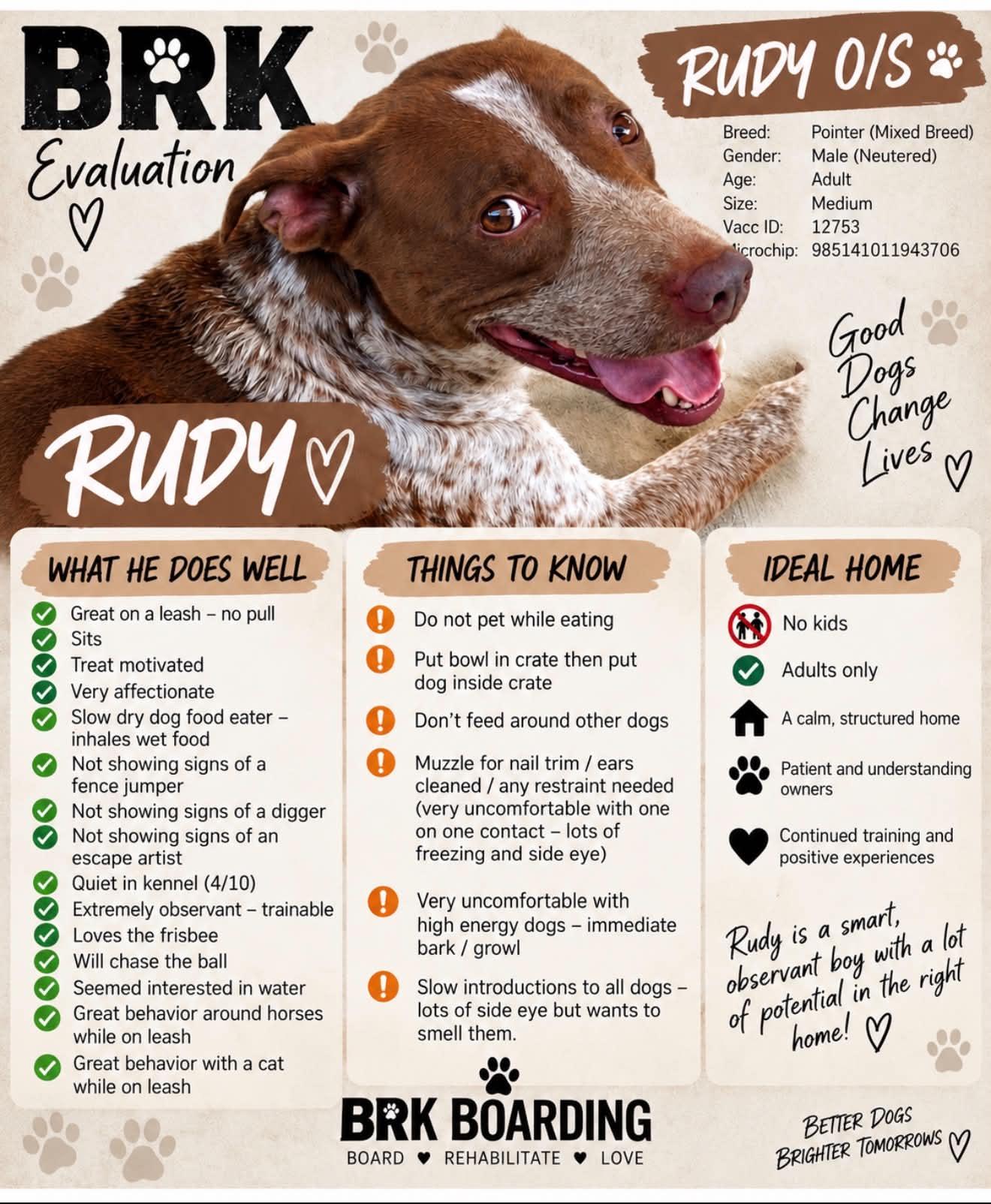 Enlarge Rudy (Foster or Adopter), a Adoptable mixed breed in Moyock, NC image 5/5