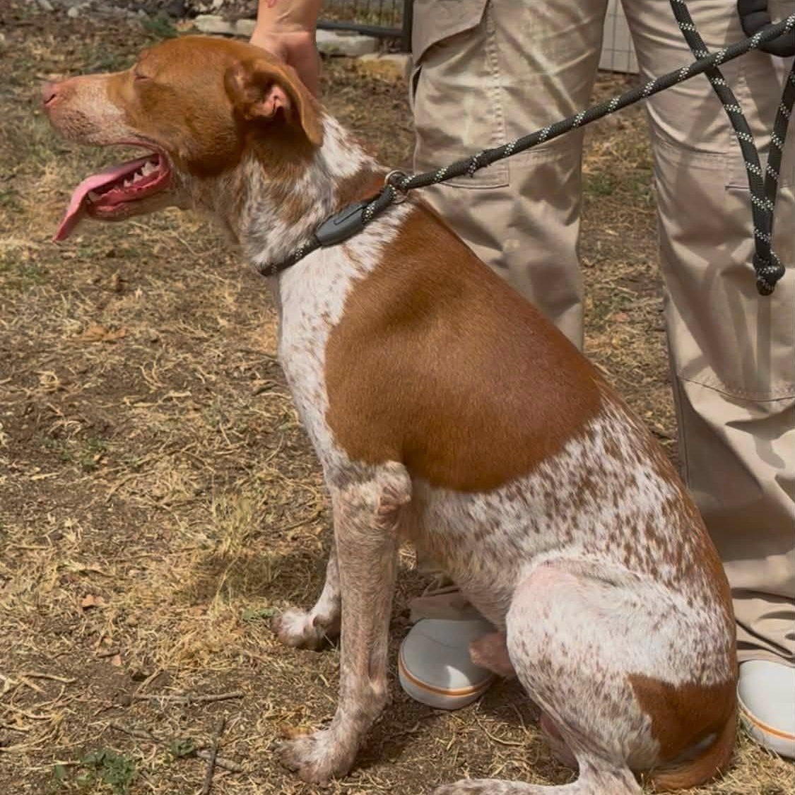 Enlarge Rudy (Foster or Adopter), a Adoptable mixed breed in Moyock, NC image 4/5