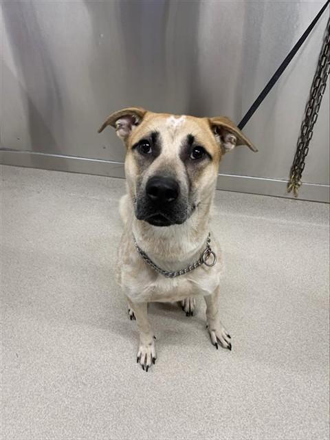 ARTEMOOSE, Adoptable, Young Female Husky & Hound.