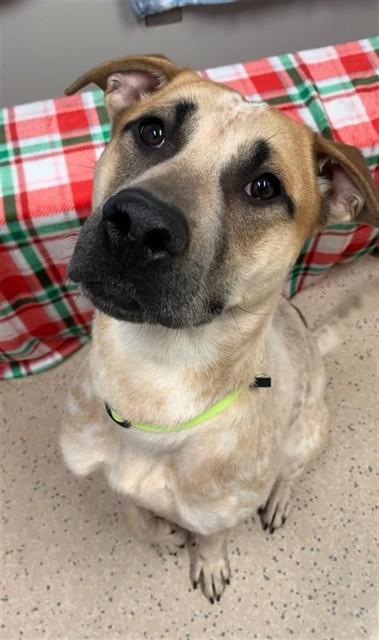 Enlarge ARTEMOOSE, a Adoptable mixed breed in Fairbanks, AK image 1/1