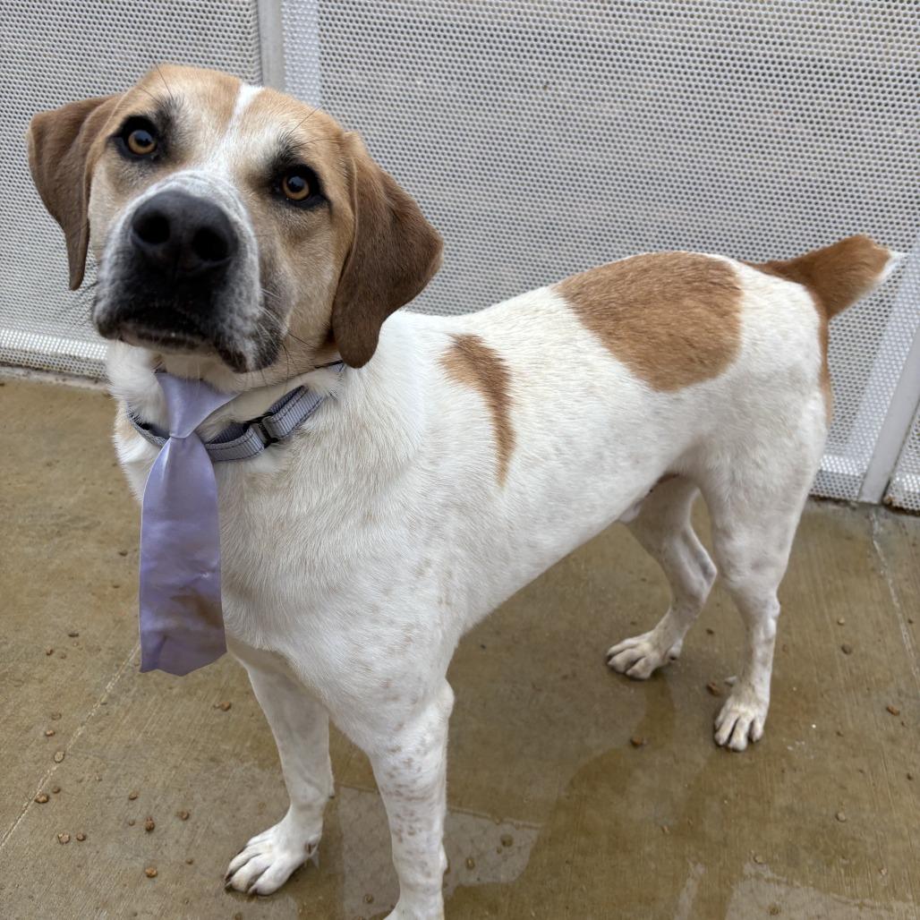 Enlarge Greg, a Adoptable Mixed Breed in Bentonville, AR image 2/6